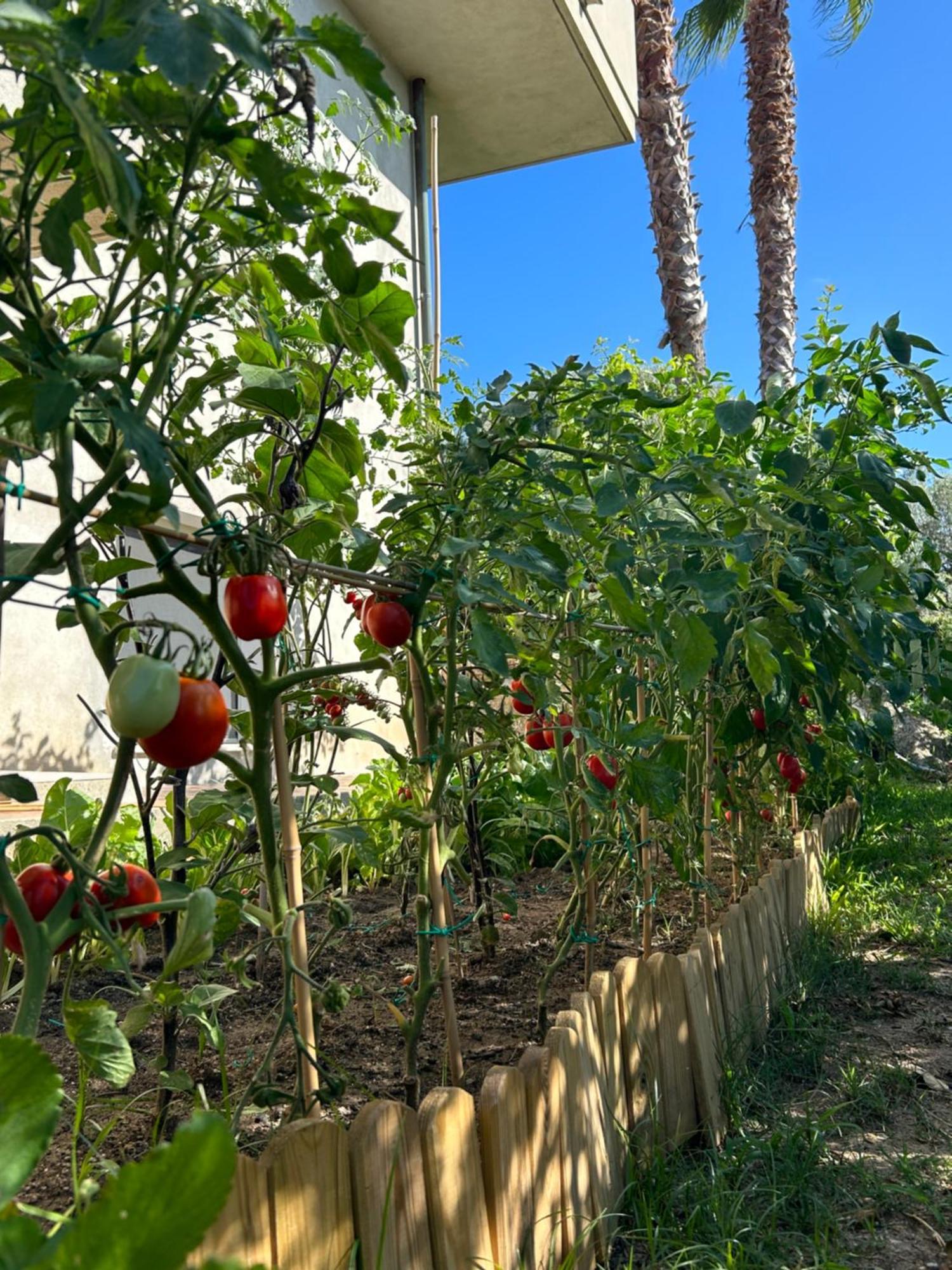 Appartamento Alto Giardino Zambrone Esterno foto